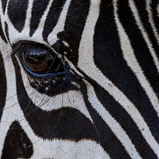 Nakuru NP - Plains zebra